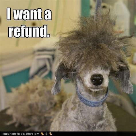 funny dog haircut memes